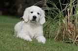 GOLDEN RETRIEVER 198